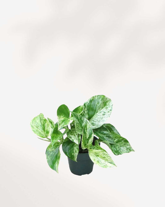 Marble Queen Pothos - Epipremnum Aureum Marble Queen Mygreenscape | Buy Plants Online