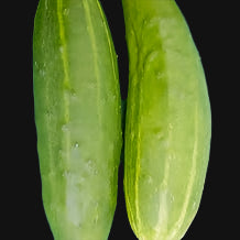Marketmore Cucumber Metchosin Farm
