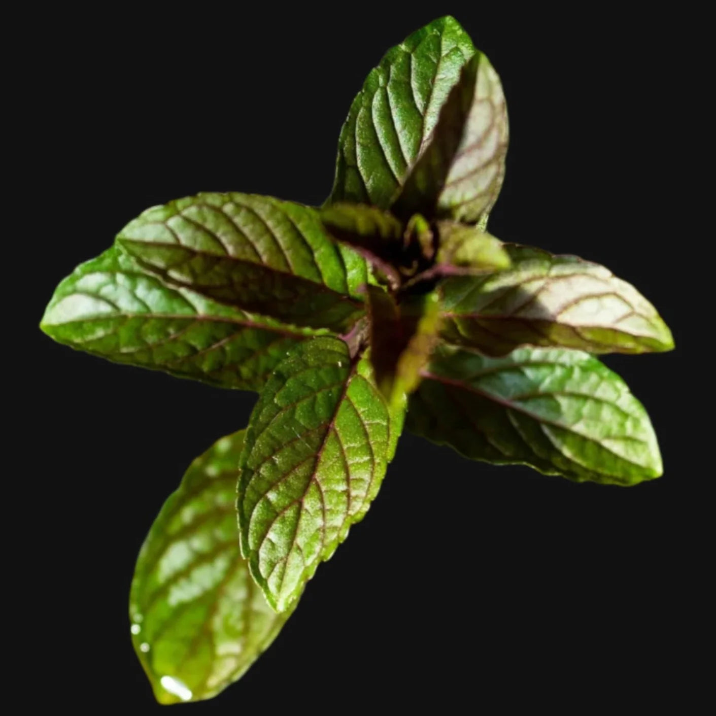 Chocolate Mint Rootstock Metchosin Farm