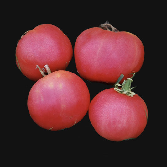 Metchosin Pink Tomato Metchosin Farm