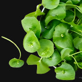 Miner's Lettuce Metchosin Farm