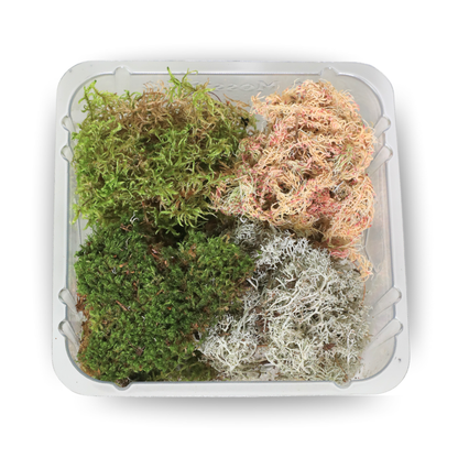 Revita-Moss Mixed Pack Mossify