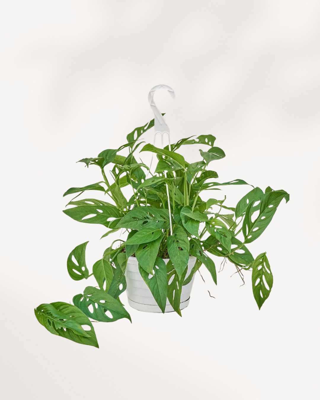 Monstera Adansonii – Indoor Plant for Homes Mygreenscape | Buy Plants Online