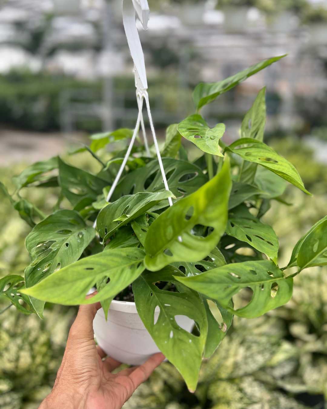 Monstera Adansonii – Indoor Plant for Homes Mygreenscape | Buy Plants Online