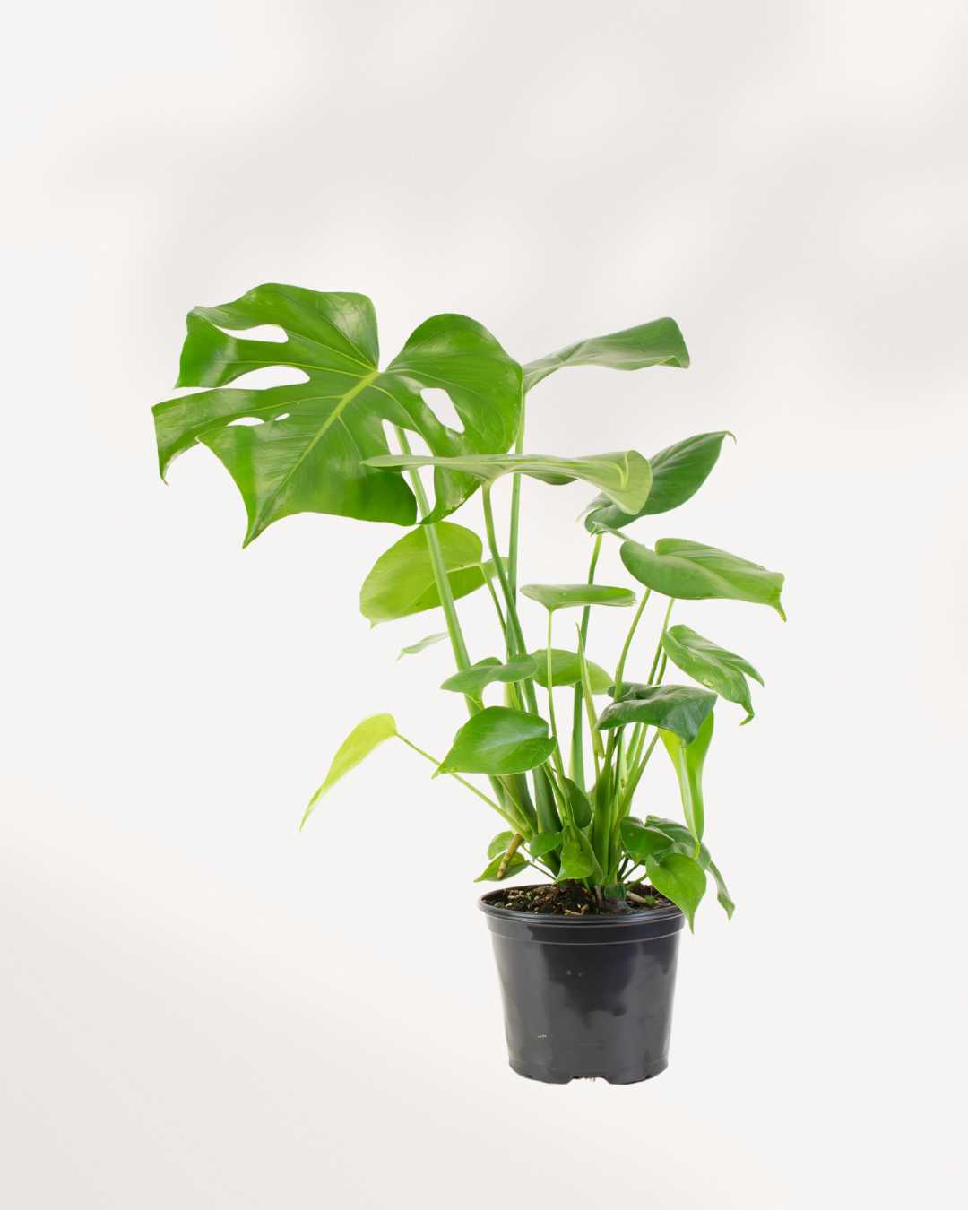 Monstera Deliciosa - Swiss Cheese Plant Deliciosa Mygreenscape | Buy Plants Online