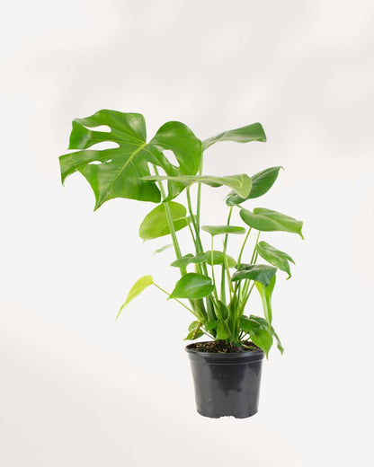 Monstera Deliciosa - Swiss Cheese Plant Deliciosa Mygreenscape | Buy Plants Online