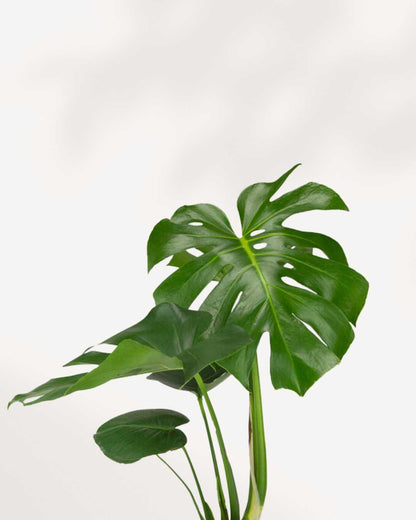 Monstera Deliciosa - Swiss Cheese Plant Deliciosa Mygreenscape | Buy Plants Online