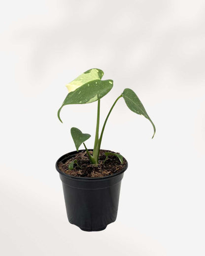 Monstera Thai Constellation Mygreenscape | Buy Plants Online