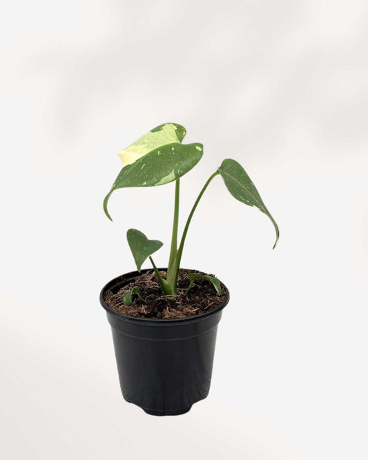 Monstera Thai Constellation Mygreenscape | Buy Plants Online
