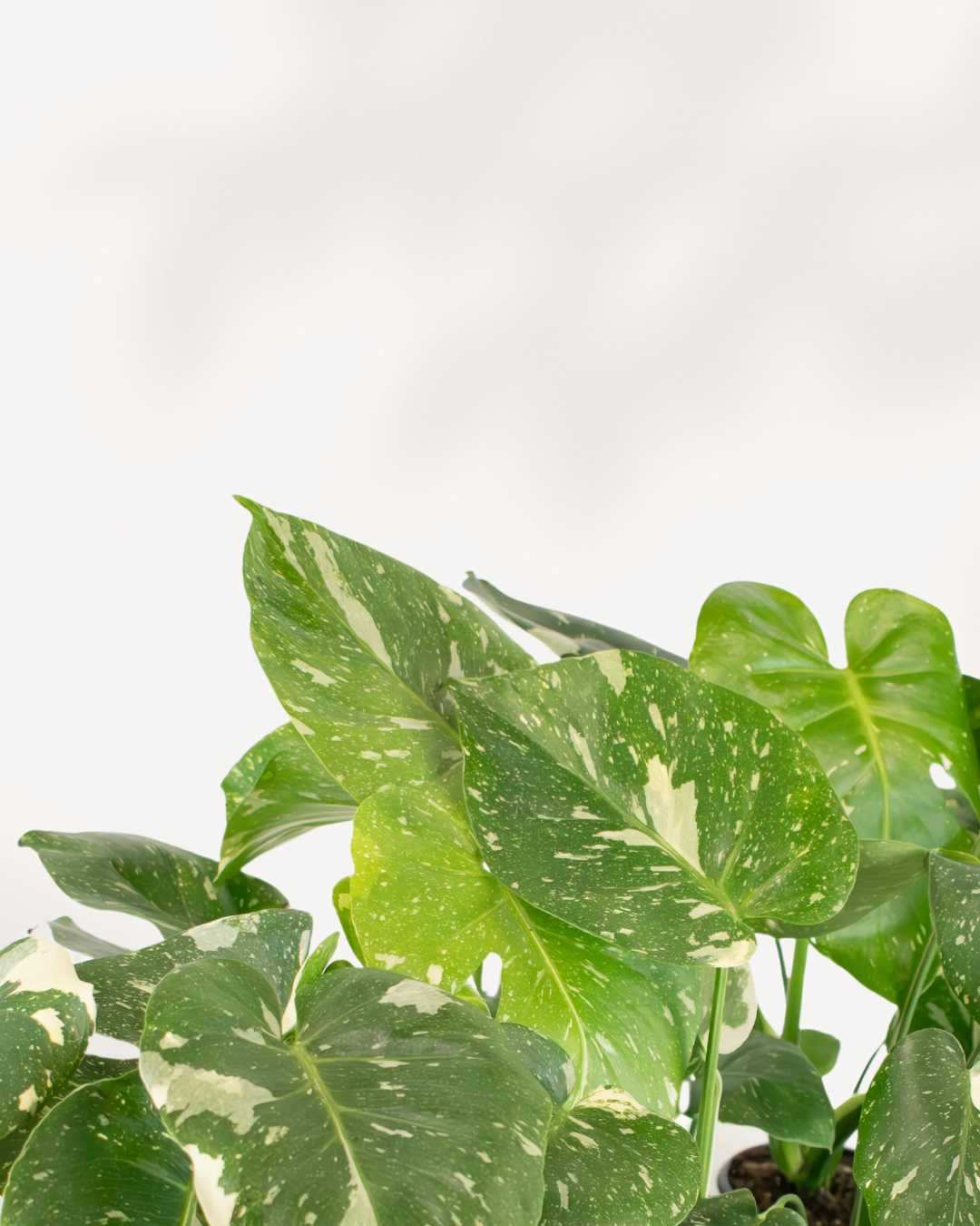 Monstera Thai Constellation Mygreenscape | Buy Plants Online