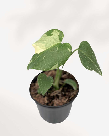 Monstera Thai Constellation Mygreenscape | Buy Plants Online