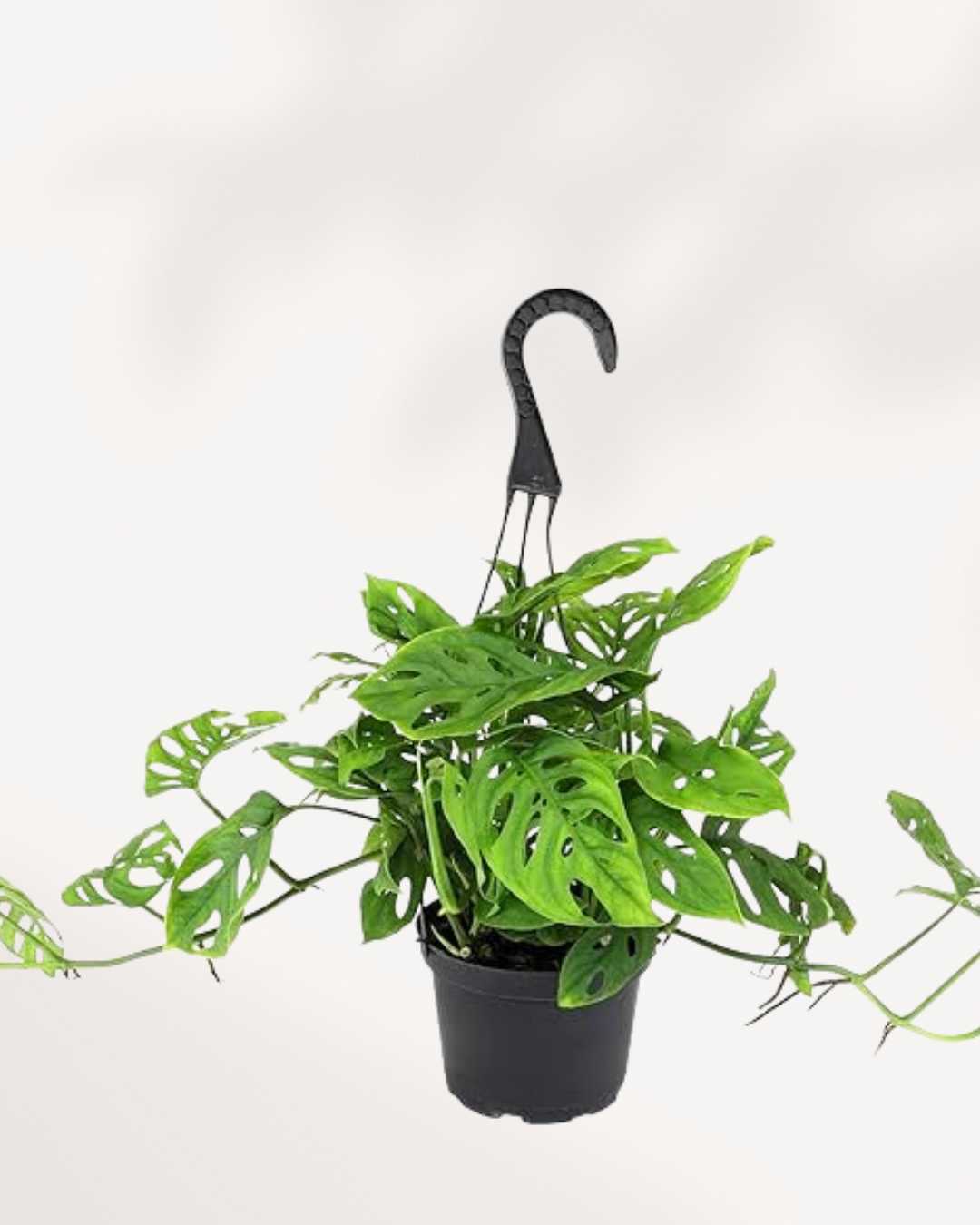 Monstera Adansonii – Indoor Plant for Homes Mygreenscape | Buy Plants Online