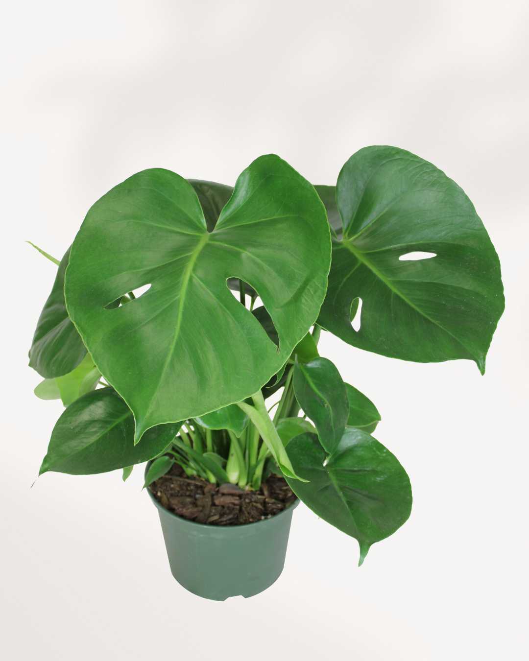 Monstera Deliciosa - Swiss Cheese Plant Deliciosa Mygreenscape | Buy Plants Online