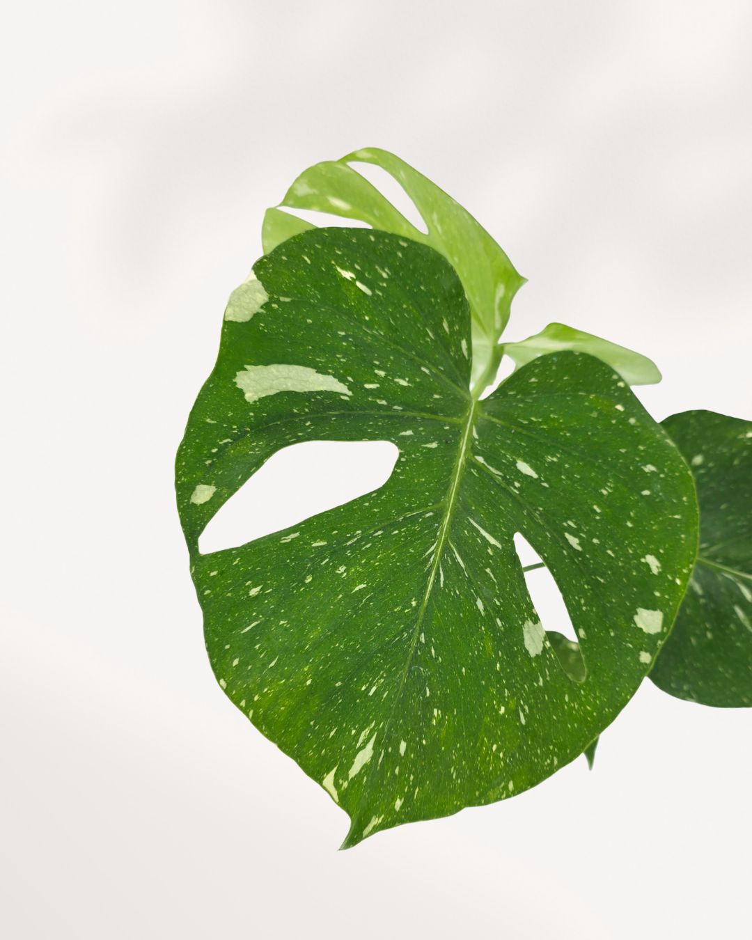 Monstera Thai Constellation Mygreenscape | Buy Plants Online