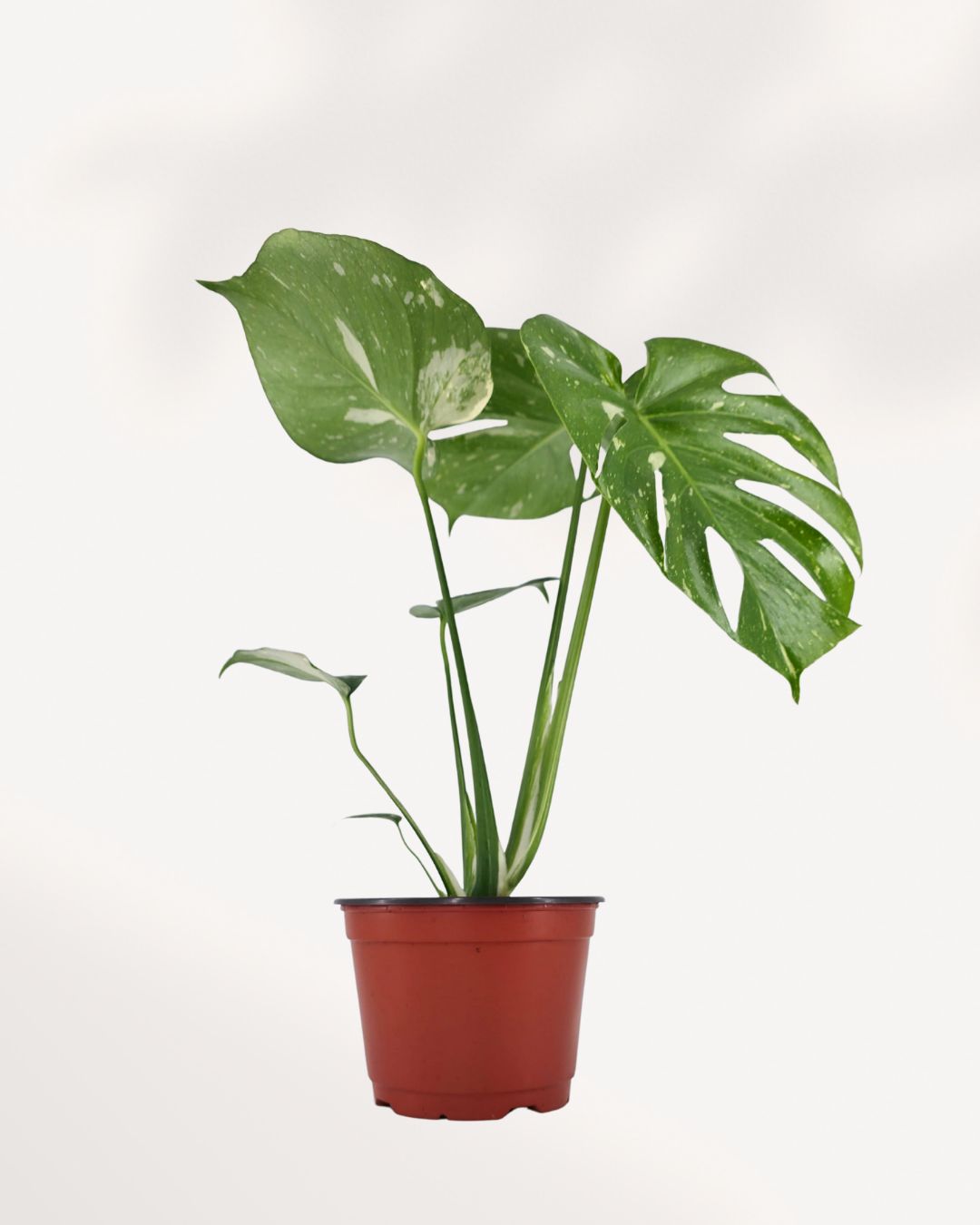 Monstera Thai Constellation Mygreenscape | Buy Plants Online