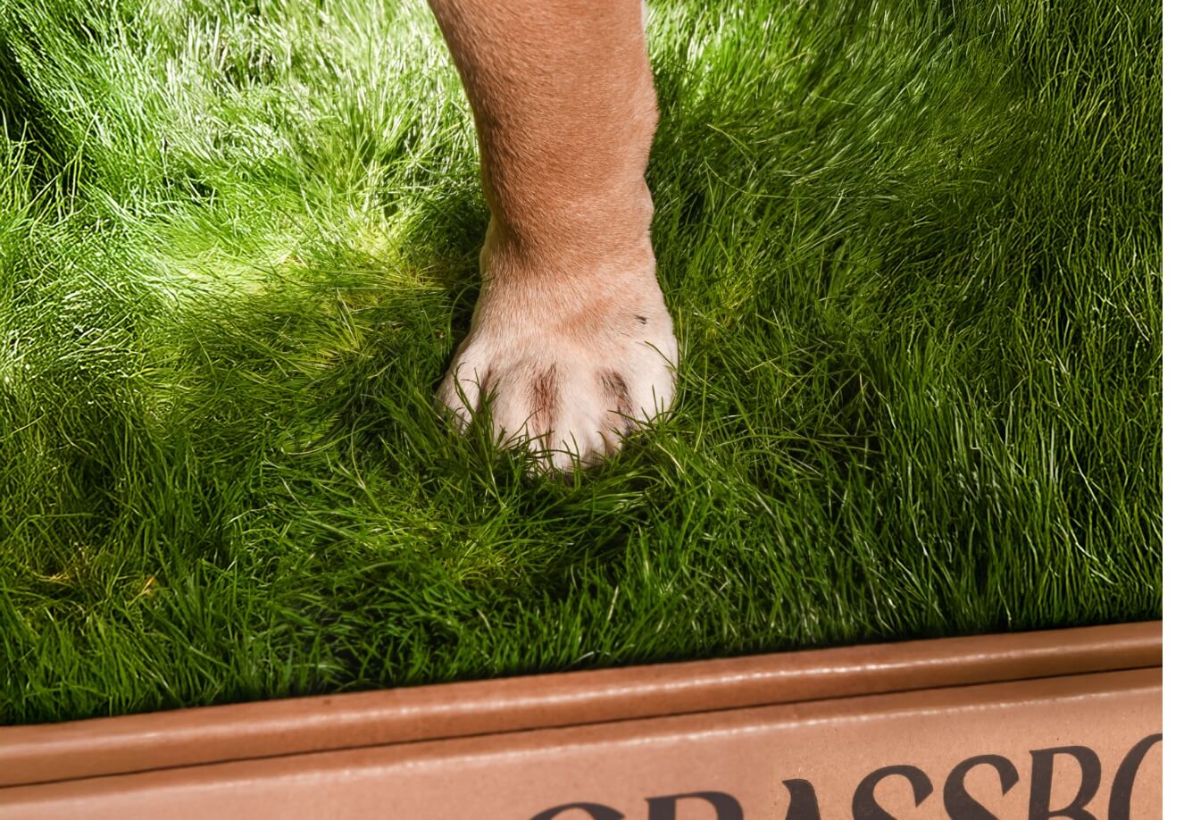 GrassBox Grassbox