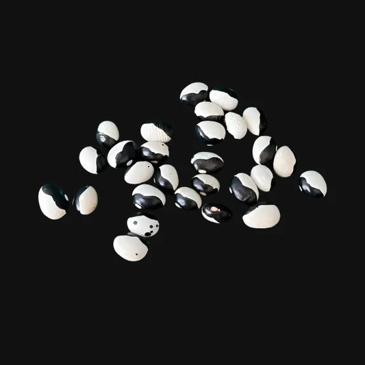 Orca Bush Bean Metchosin Farm