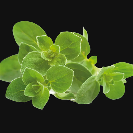Oregano Metchosin Farm