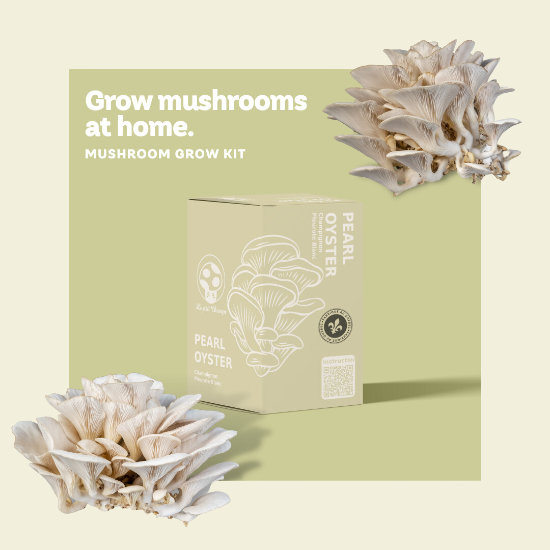 Pearl Oyster Mushroom Kit Le Petit Champi