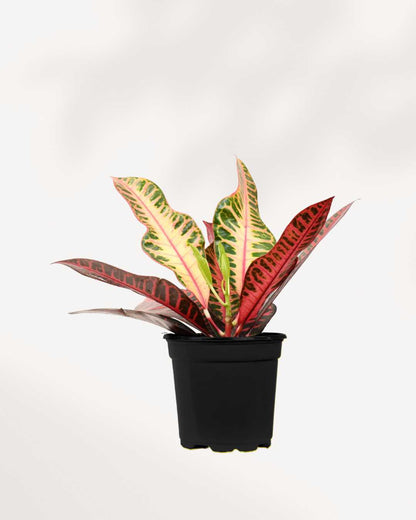 Croton Petra Mygreenscape | Buy Plants Online