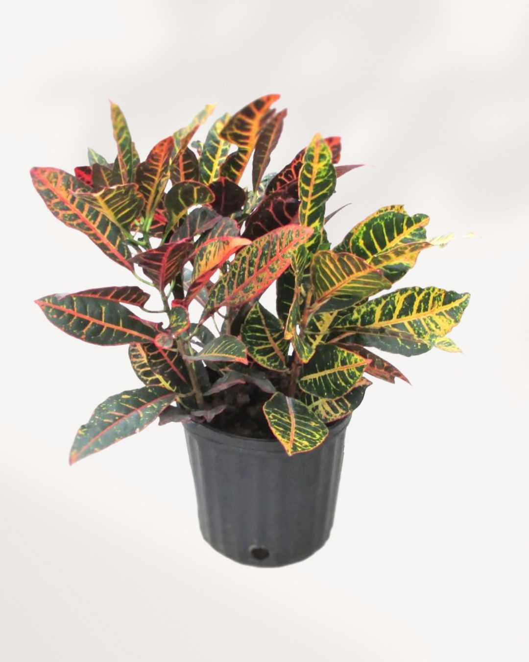 Croton Petra Mygreenscape | Buy Plants Online