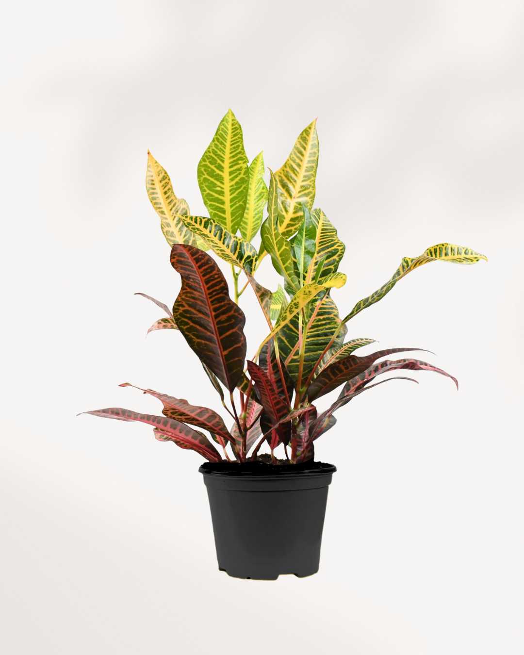 Croton Petra Mygreenscape | Buy Plants Online