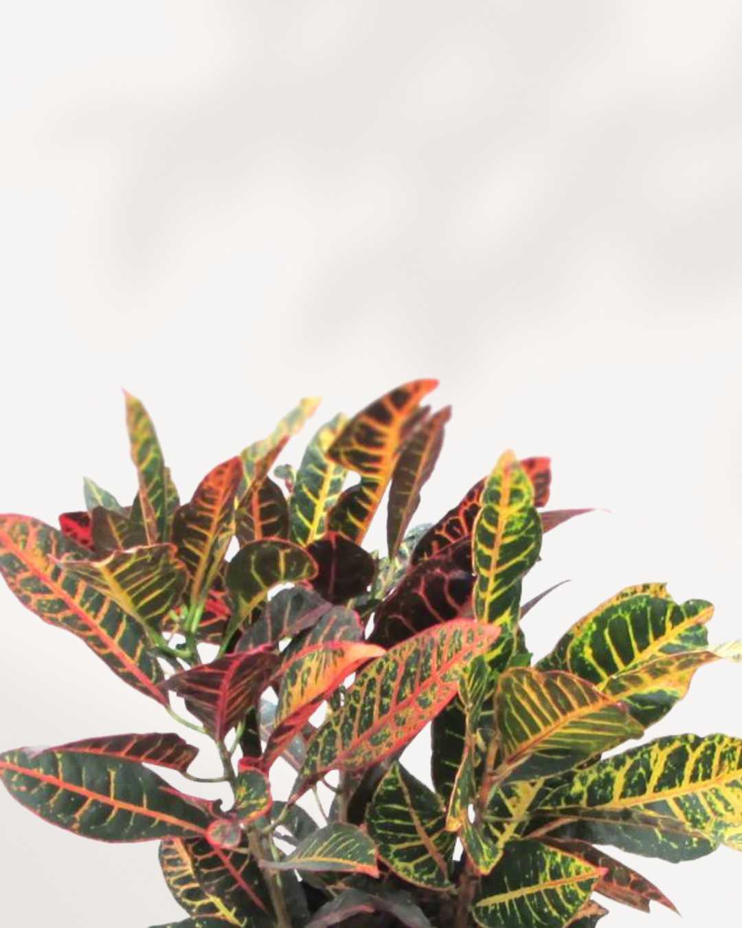 Croton Petra Mygreenscape | Buy Plants Online