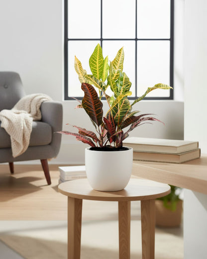 Croton Petra Mygreenscape | Buy Plants Online