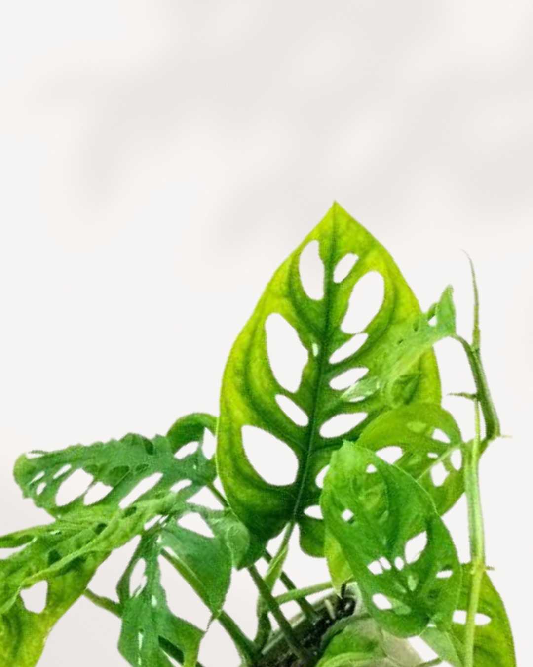 Monstera Adansonii – Indoor Plant for Homes Mygreenscape | Buy Plants Online