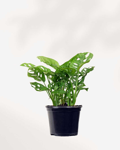 Monstera Adansonii – Indoor Plant for Homes Mygreenscape | Buy Plants Online