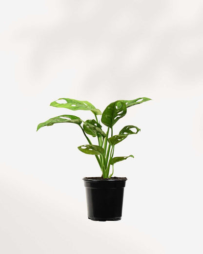 Monstera Adansonii – Indoor Plant for Homes Mygreenscape | Buy Plants Online