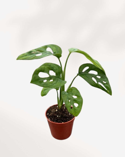 Monstera Adansonii – Indoor Plant for Homes Mygreenscape | Buy Plants Online