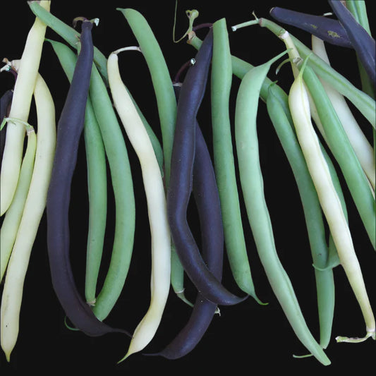 Pole Bean Mix Metchosin Farm