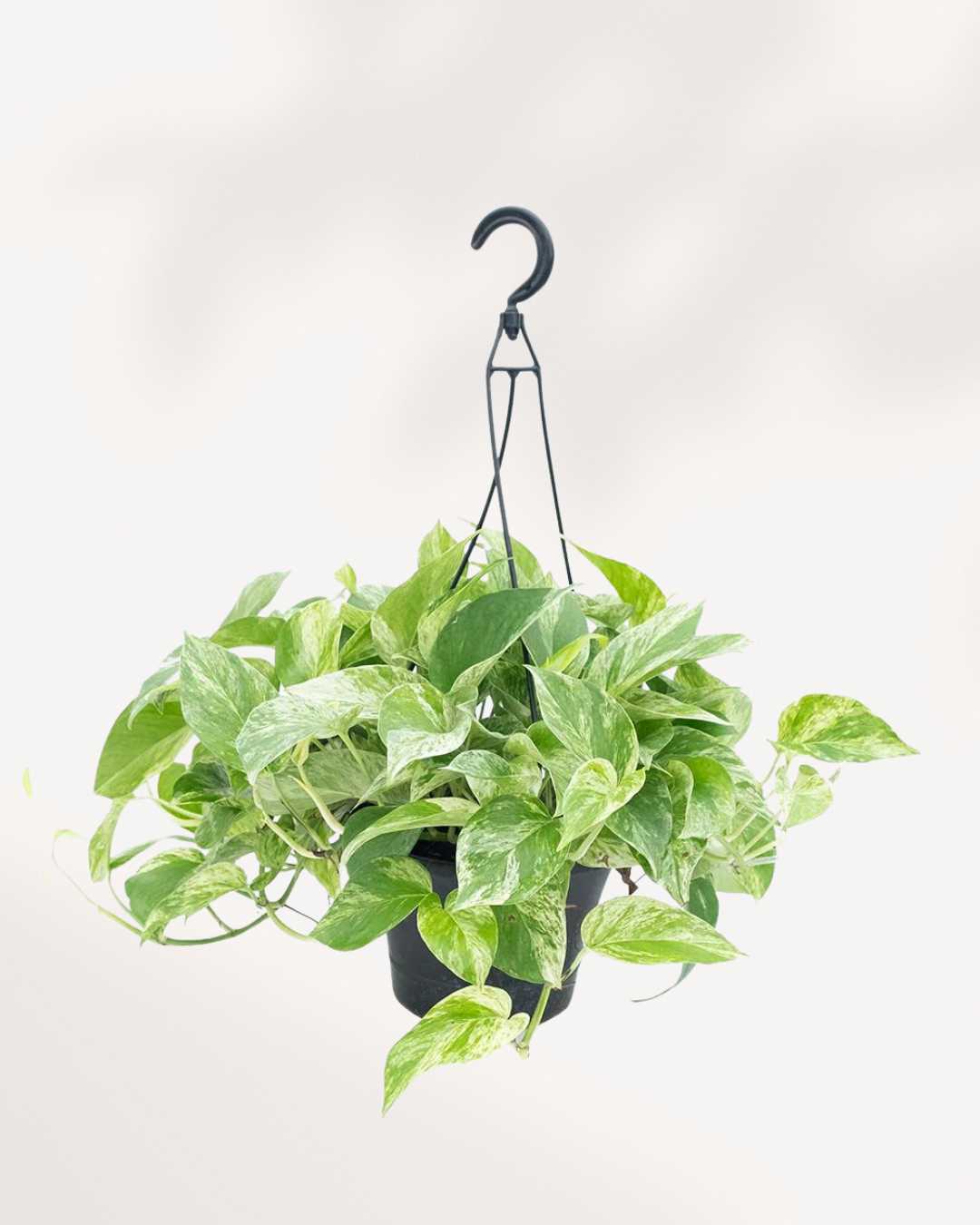 Marble Queen Pothos - Epipremnum Aureum Marble Queen Mygreenscape | Buy Plants Online