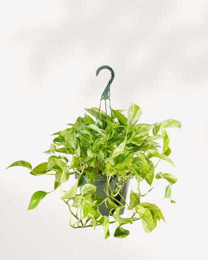 Marble Queen Pothos - Epipremnum Aureum Marble Queen Mygreenscape | Buy Plants Online