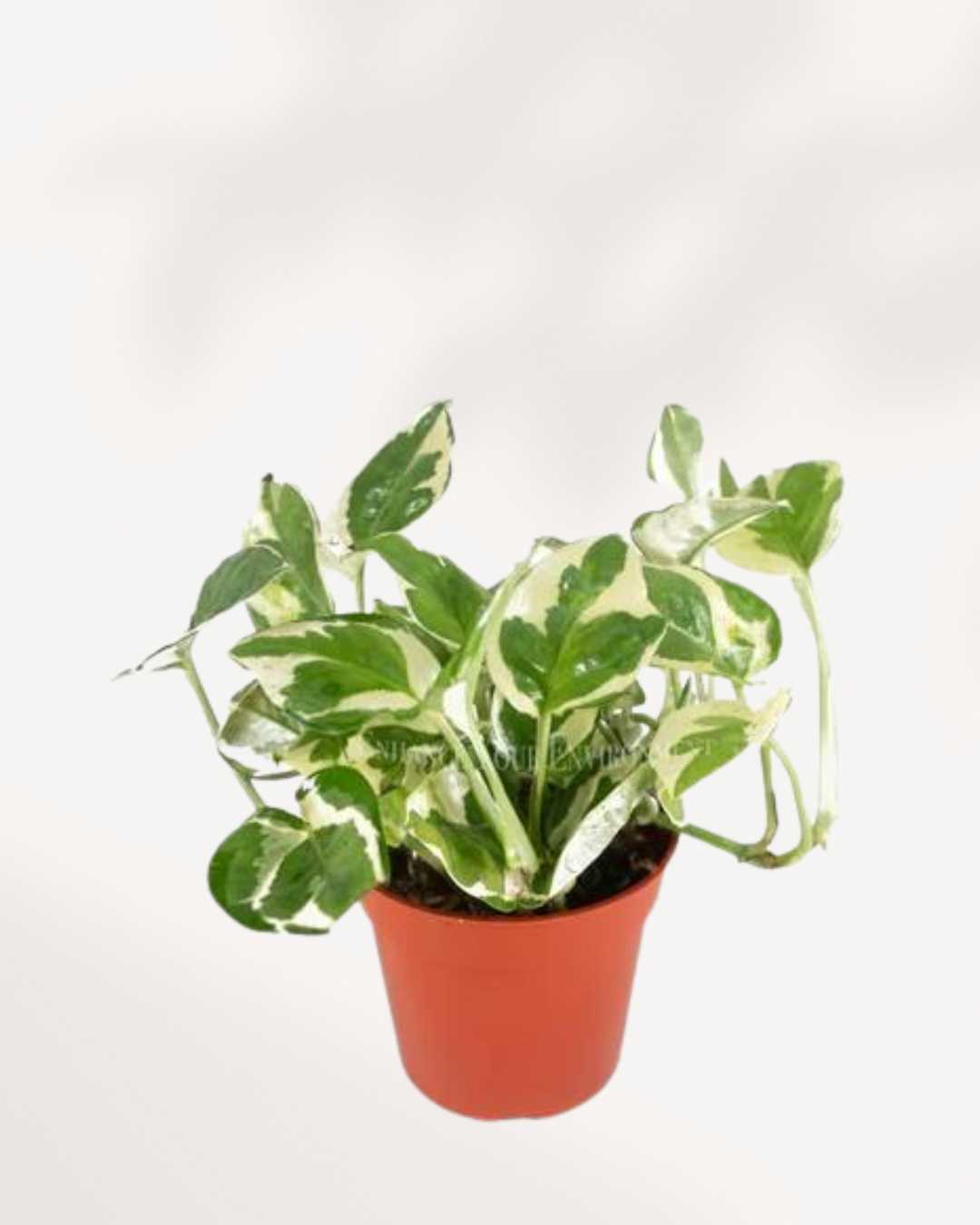 Pothos N’Joy Mygreenscape | Buy Plants Online