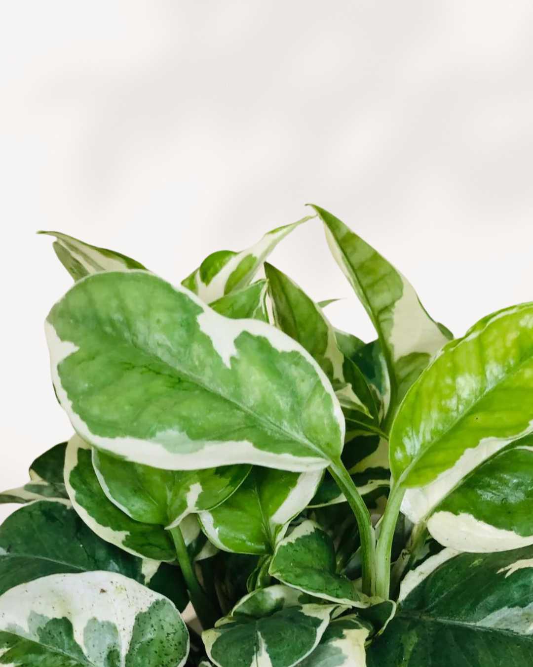 Pothos N’Joy Mygreenscape | Buy Plants Online