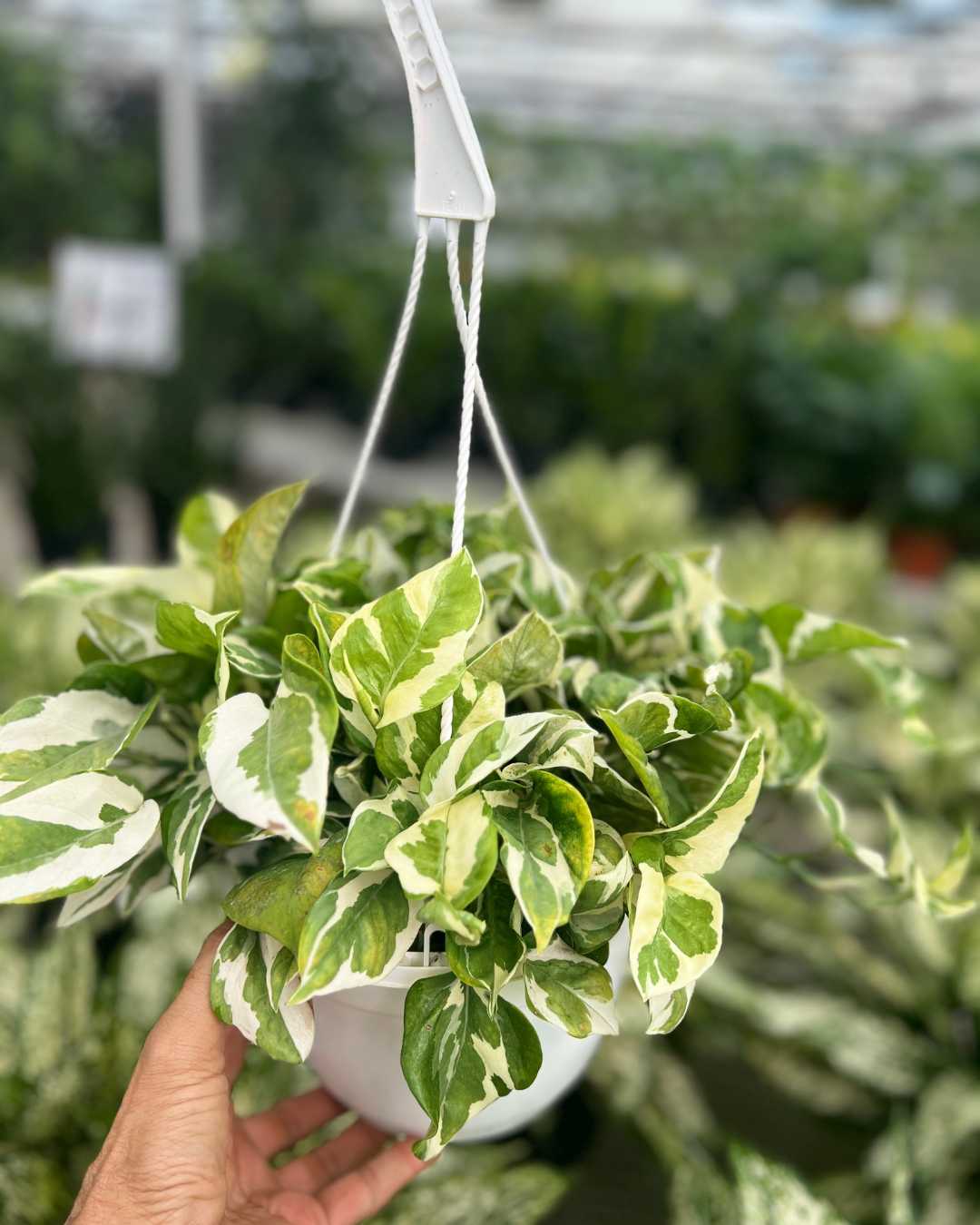 Pothos N’Joy Mygreenscape | Buy Plants Online