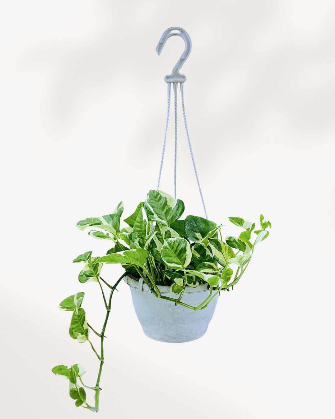 Pothos N’Joy Mygreenscape | Buy Plants Online