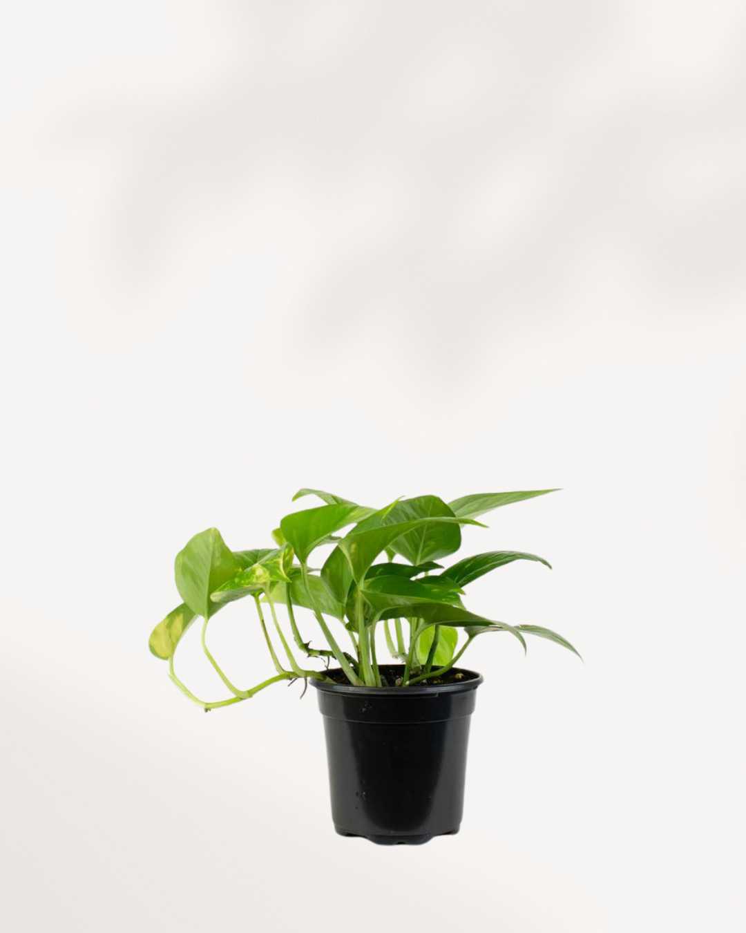 Pothos Golden - Epipremnum Aureum Golden Mygreenscape | Buy Plants Online