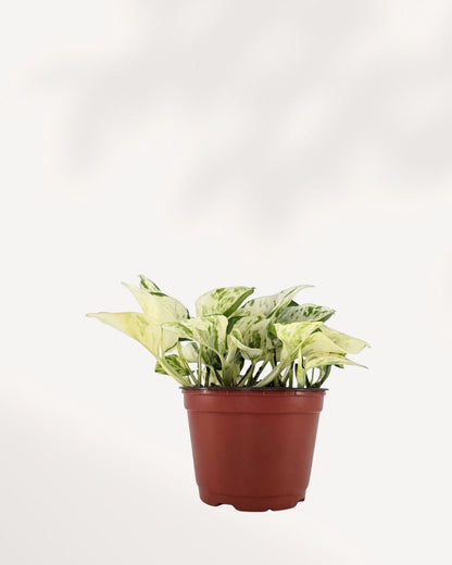 Pothos Majula - Epipremnum Aureum Manjula Mygreenscape | Buy Plants Online