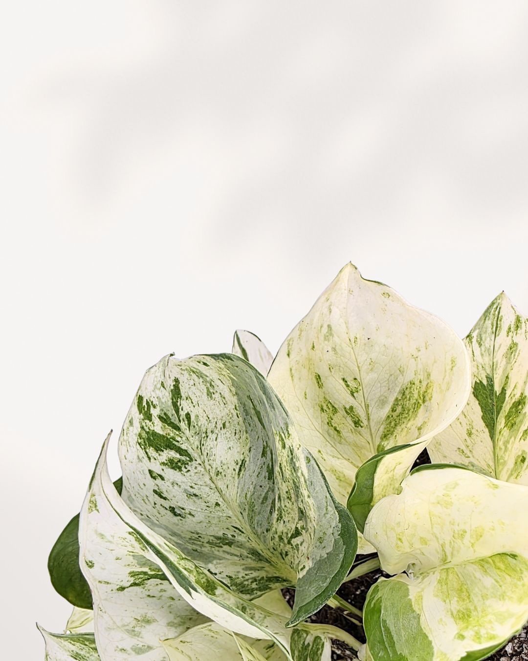 Pothos Majula - Epipremnum Aureum Manjula Mygreenscape | Buy Plants Online