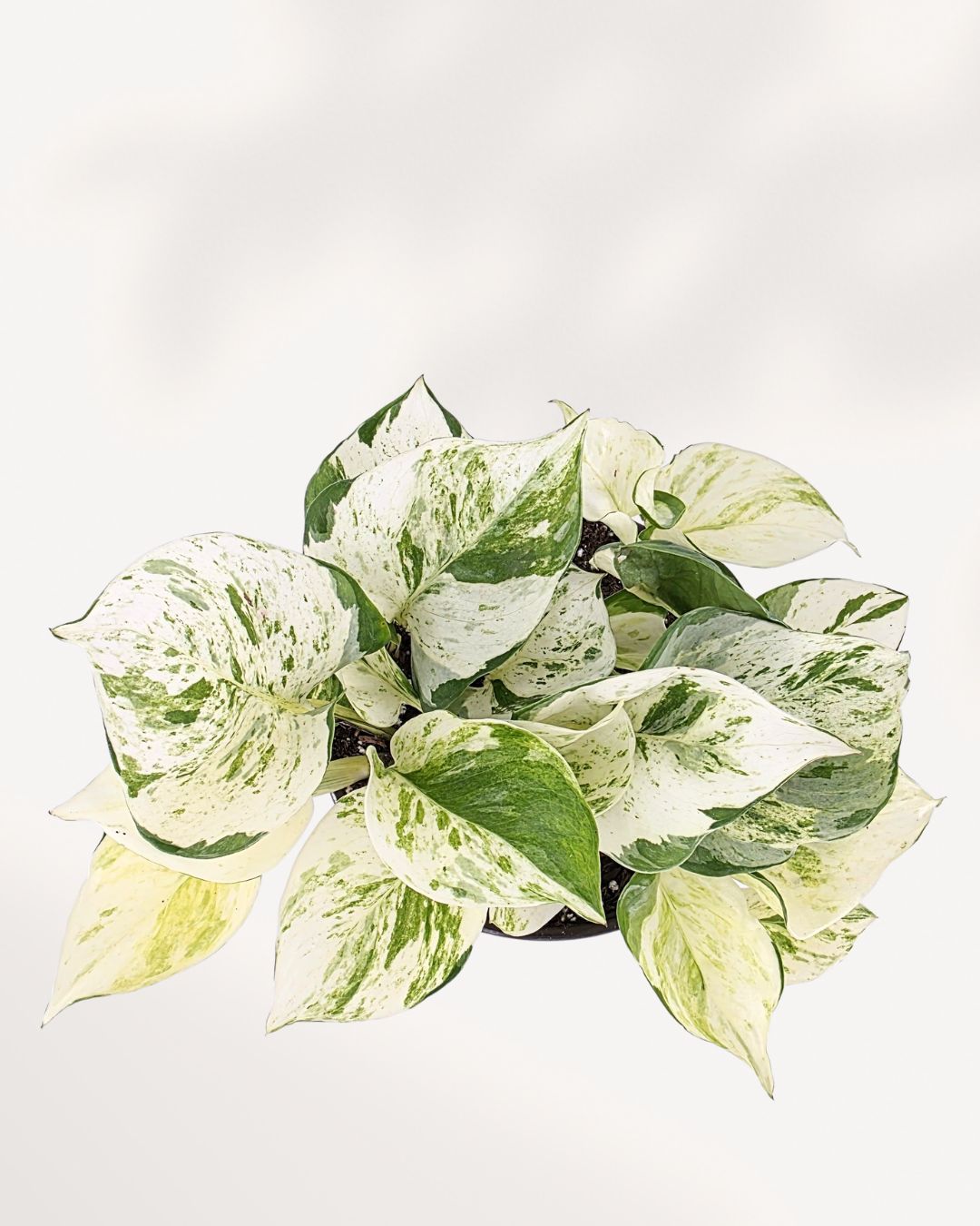 Pothos Majula - Epipremnum Aureum Manjula Mygreenscape | Buy Plants Online