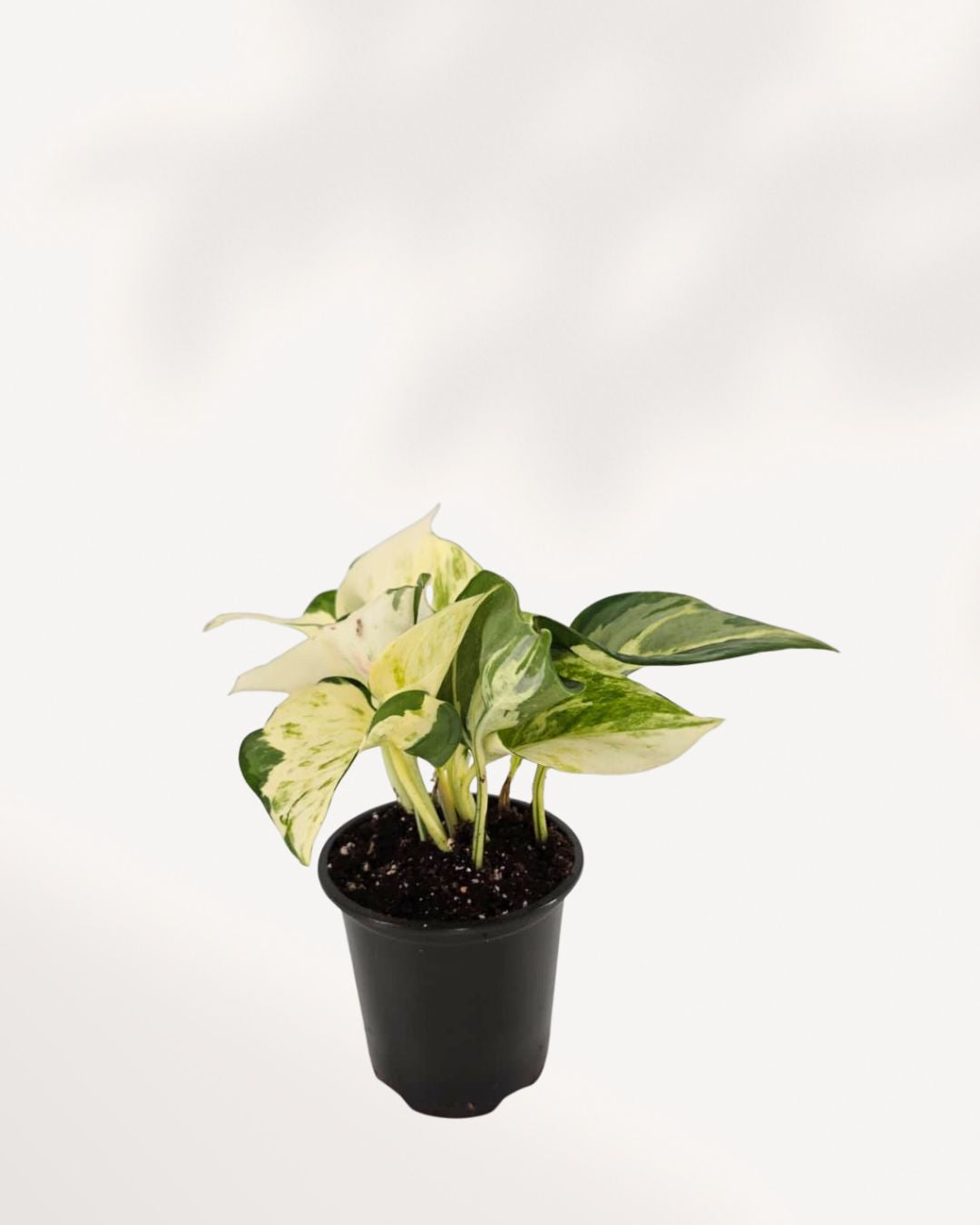 Pothos Majula - Epipremnum Aureum Manjula Mygreenscape | Buy Plants Online