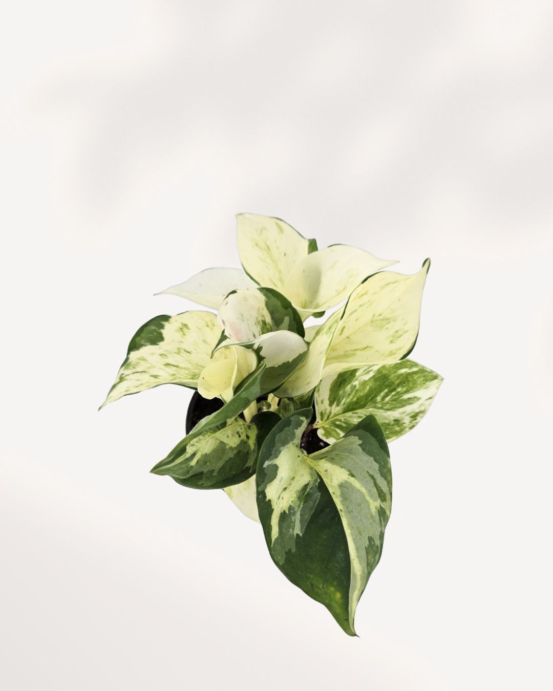 Pothos Majula - Epipremnum Aureum Manjula Mygreenscape | Buy Plants Online