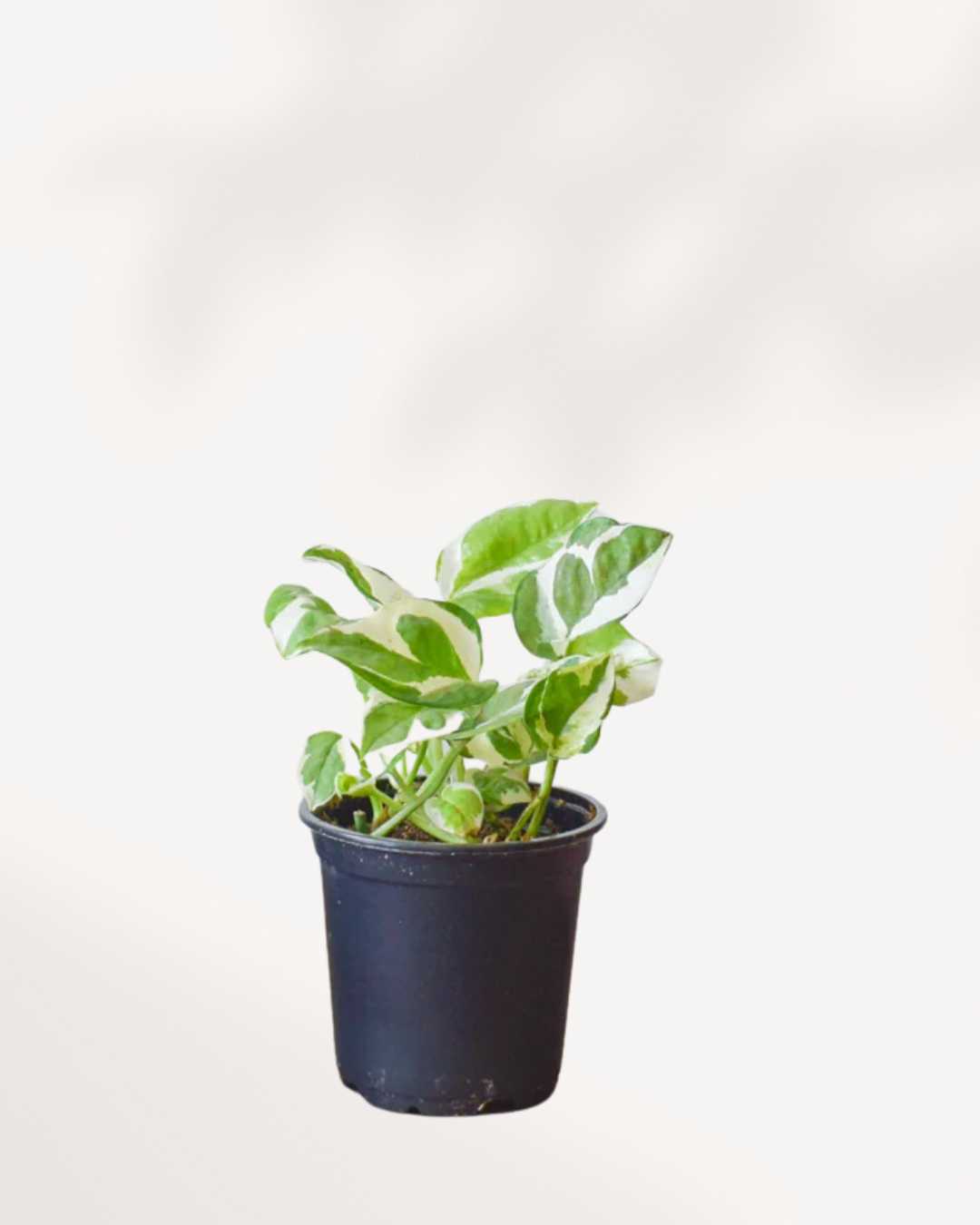 Pothos N’Joy Mygreenscape | Buy Plants Online