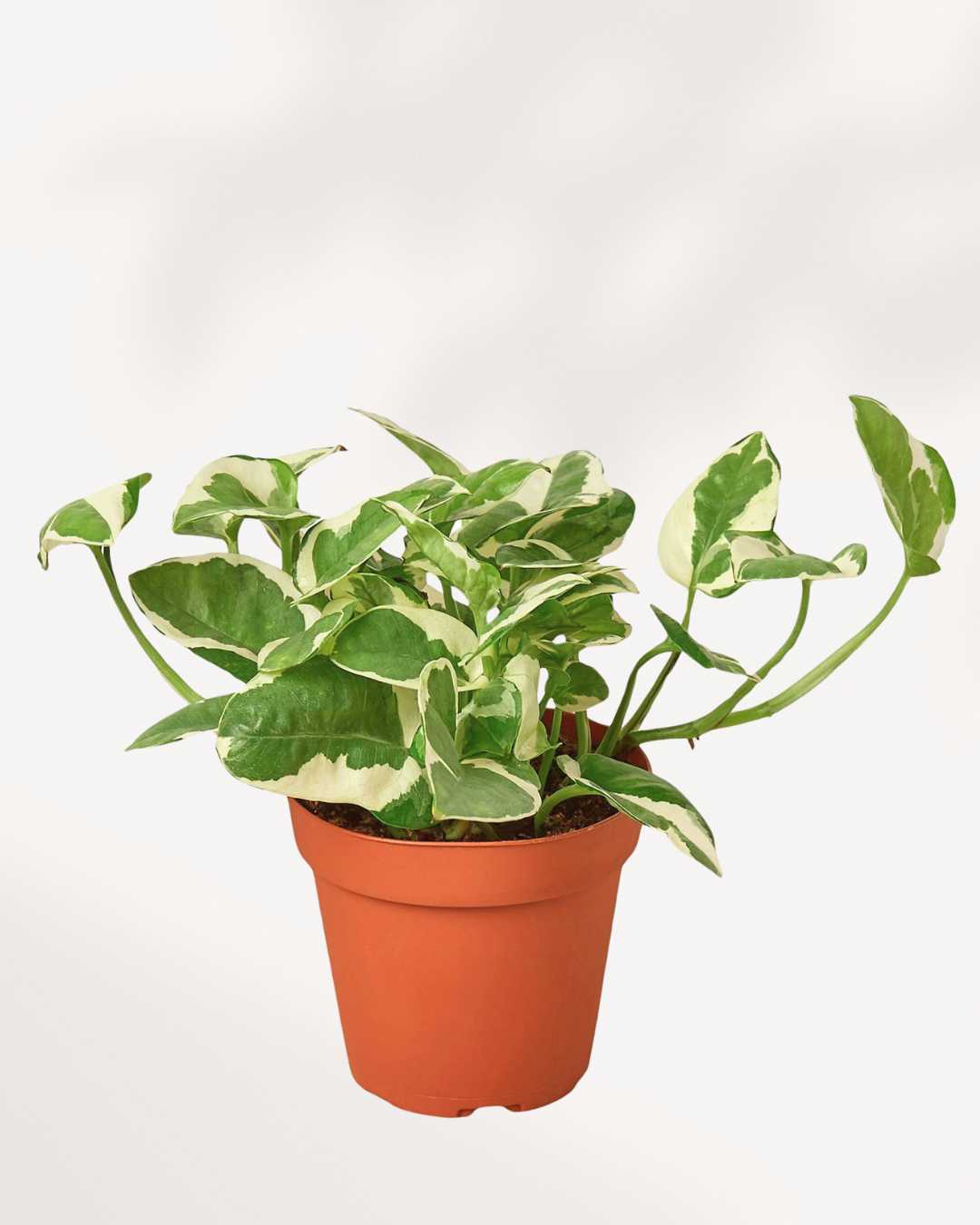 Pothos N’Joy Mygreenscape | Buy Plants Online