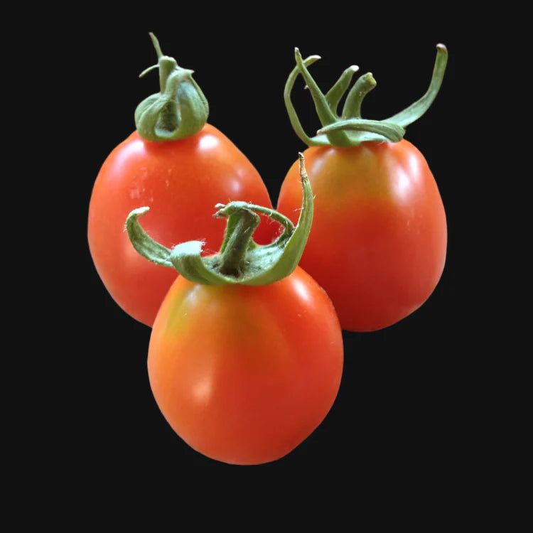 Principe Borghese Tomato Metchosin Farm