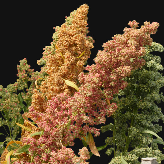 Quinoa Metchosin Farm