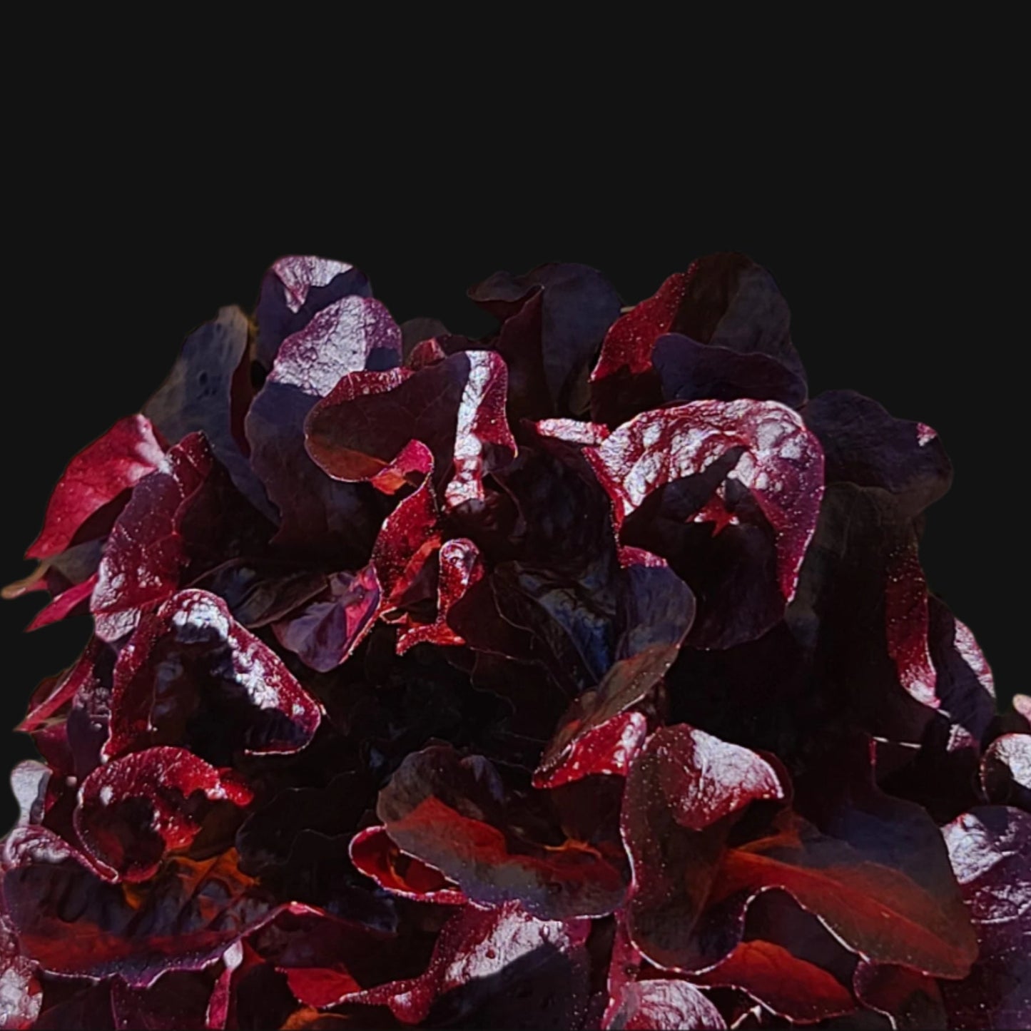 Red Romaine Lettuce Metchosin Farm